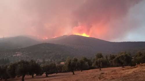 Φωτιά στην Εύβοια: Σε άγριο πουλί οφείλεται η χθεσινή καταστροφική πυρκαγιά - Πώς ξέσπασε