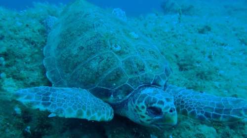 Φρίκη στη Νάξο: Σκότωσαν θαλάσσια χελώνα, τη μαχαίρωσαν στο λαιμό [βίντεο]