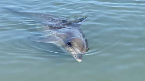 Θλιβερή εικόνα με νεκρό δελφίνι στα παράλια της Λάρισας - Ξεβράστηκε στην ακροθαλασσιά