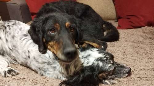 Ο Ρήγας πάνω στη χαρά του, πήδηξε στον άνθρωπό του για να τον προϋπαντήσει - Τον έριξε κάτω, και έτσι, με συνοπτικές διαδικασίες κατέληξε στο κυνοκομείο