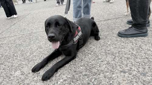 Oh my dog: Πρωταγωνιστές οι πιο πιστοί φίλοι του ανθρώπου και η αξία της φιλοζωίας στο pet festival στη Θεσσαλονίκη