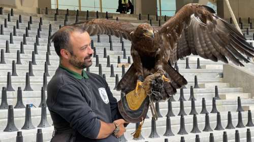 ΑΕΚ: Το πρώτο πέταγμα του αετού στην &quot;Αγιά Σοφιά&quot;, αλά... Μπενφίκα [Εικόνες]