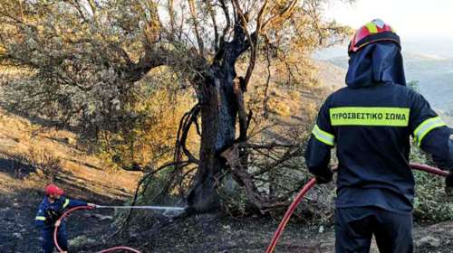 Έτσι συνέλαβαν οι ΔΙΑΣ τον Τούρκο εμπρηστή: Είχε μπει παράνομα από τον Έβρο- Πριν ένα μήνα είχε γίνει προσαγωγή