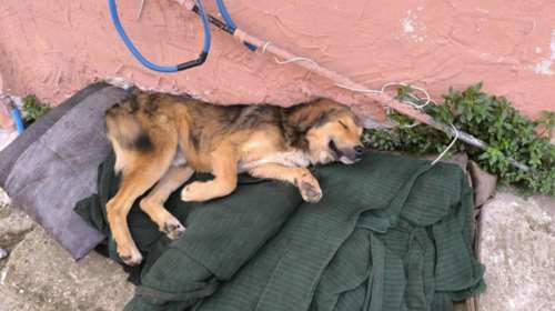 Ο μικρός είναι ο μόνος που επέζησε από φόλες μετά από μεγάλο αγώνα - Τα αδερφάκια του δεν τα κατάφεραν