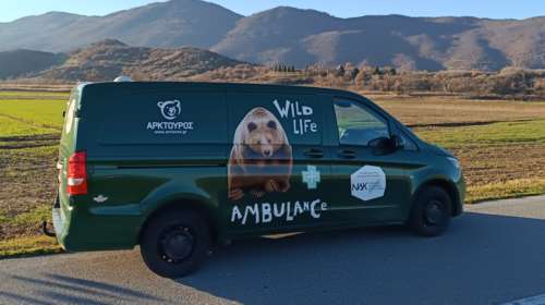 Αρκτούρος: Απέκτησε το πρώτο ασθενοφόρο άγριων θηλαστικών στην Ελλάδα