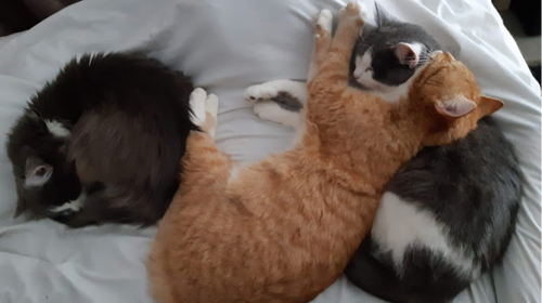 Κτηνωδία στον Άγιο Δημήτριο: Κρέμασαν γάτα και την έπνιξαν με θηλιά