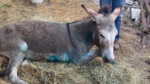 Ζίτσα: Δυσάρεστη κατάληξη για το κακοποιημένο γαϊδουράκι - Υπεβλήθη σε ευθανασία