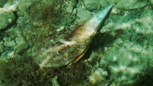 Νεκρές όλες οι πίνες που εντοπίστηκαν σε Θερμαϊκό και Χαλκιδική - Στα πρόθυρα εξαφάνισης το μαλάκιο