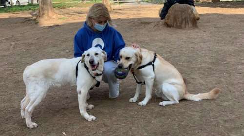 Αποστρατεύτηκε η &quot;Χιονονιφάδα&quot;: Το λαμπραντόρ της αστυνομίας με 12 χρόνια μάχιμης υπηρεσίας στα εκρηκτικά