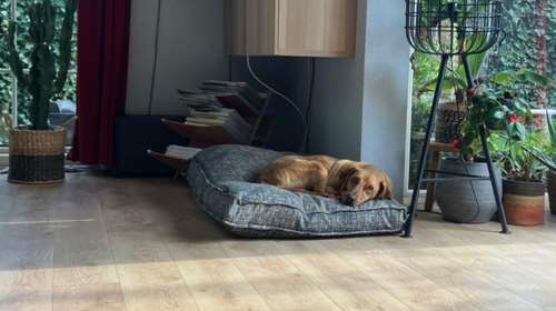 Ο Χάρης ήταν από τα πιο άρρωστα σκυλιά που πήρε το Save a Greek Stray από το δημοτικό κυνοκομείο Σπάρτης -  Hταν απλά ένα θλιμμένο ράκος