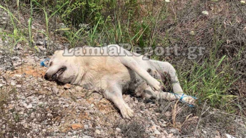 Κτηνωδία στη Στυλίδα: Έδεσαν, βασάνισαν και σκότωσαν σκύλο [σκληρές εικόνες]