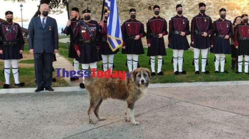 Ο σκύλος που έκλεψε την παράσταση κατά την έπαρση της σημαίας στη Θεσσαλονίκη [βίντεο]