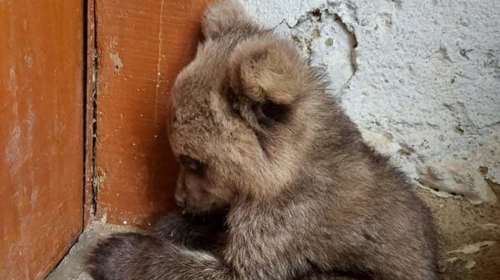 Απροσδόκητος επισκέπτης στον Πολυπόταμο Φλώρινας- Ενα μικρό αρκουδάκι που έμεινε ορφανό