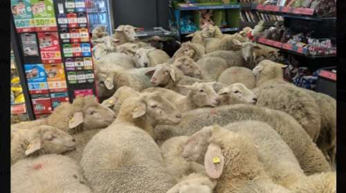 Γερμανία: Πρόβατα εισέβαλαν σε σουπερμάκετ στη Βαυαρία και προκάλεσαν χάος [βίντεο]
