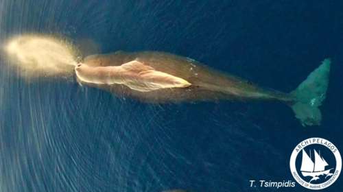 Γιγάντια φάλαινα εντοπίστηκε στο Αιγαίο: Φτάνει σε μήκος τα 18 μέτρα και σε βάρος τους 57 τόνους [Εικόνα]