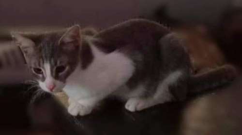 O Μάννυ βρέθηκε παρατημένος σε μια κούτα στον δρόμο με τη μανούλα του και όλα του τα αδερφάκια