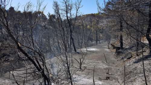 Δασικές πυρκαγιές: Αποκαλυπτικά στοιχεία - Αυξήθηκαν κατά 43% στη χώρα - 500% αύξηση της καμένης έκτασης
