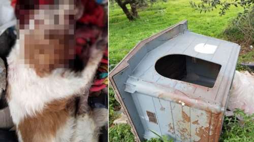 Σούδα: Άγρια δολοφονία σκύλου - Τον βασάνισαν και τον πέταξαν δίπλα σε σκουπίδια και μπάζα [εικόνες]