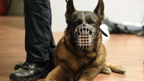 Δραπετσώνα: Συνελήφθη η ιδιοκτήτρια του λυκόσκυλου που κατασπάραξε το κανίς - Το άφηνε ελεύθερο χωρίς λουρί