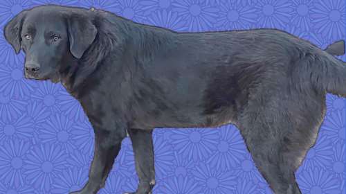 Ο Μαξ κάτι ανάμεσα σε  λαμπραντόρ με ποιμενικό: Μια μορφή από μόνος του