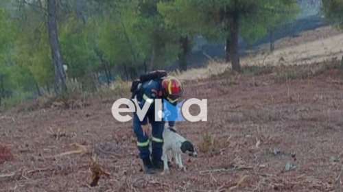Φωτιές: Μια καταστροφή που δεν σταματά - Είναι αδιανόητο  τα ζώα να καίγονται ζωντανά - Μόνο εμάς έχουν