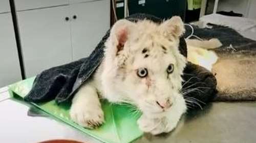 Ασχημα νέα για το λευκό τιγράκι: &quot;Eίναι παράλυτο στα πίσω άκρα, δεν έχει πολλές ελπίδες να ζήσει&quot;