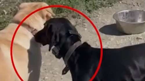 Βίντεο ντοκουμέντο: Βασανίζει τον σκύλο του με ηλεκτροσόκ για να τον υπακούει - Το ζώο ουρλιάζει από τον πόνο [βίντεο]