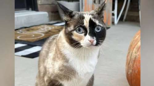 Απίστευτη περιπέτεια για γάτα που κρύφτηκε σε κούτα και την ταχυδρόμησαν 1.600 χιλιόμετρα μακριά