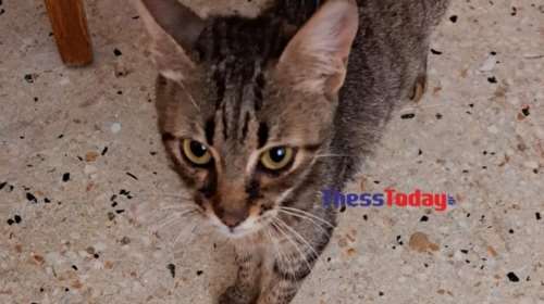 Νέα κτηνωδία στη Θεσσαλονίκη: Γατάκι βρέθηκε ακρωτηριασμένο στον Λαγκαδά - Το τρίτο στην περιοχή