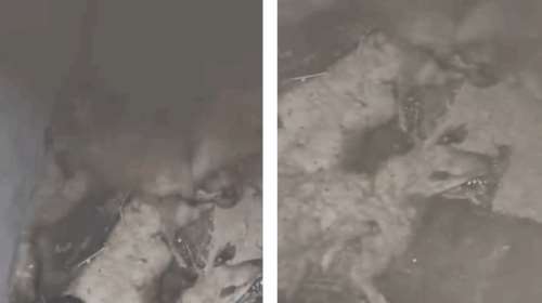 Ροδόπη: Εψαχναν κουτάβια σκυλίτσας που εντοπίστηκε σε προχωρημένη σήψη και βρήκαν μαζικό τάφο ζώων