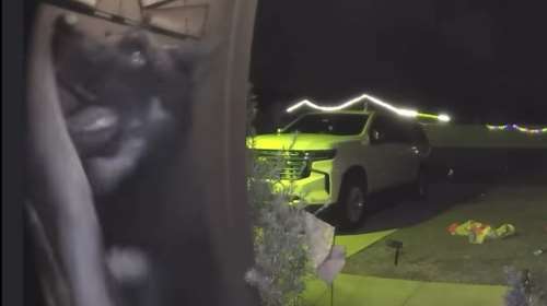 Σκύλος την κοπάνησε από το σπίτι του, περιπλανήθηκε  32 χιλιόμετρα και επέστρεψε χτυπώντας... το κουδούνι