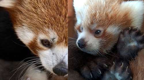 Αττικό Ζωολογικό Πάρκο: Γεννήθηκε ένα σπάνιο κόκκινο πάντα [Εικόνες -Βίντεο]
