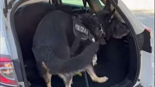 Θεσσαλονίκη: Ο αστυνομικός σκύλος &quot;Ακύλας&quot; ξετρύπωσε ναρκωτικά κρυμμένα σε παιδικό κάθισμα αυτοκινήτου [βίντεο]