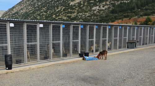 SGS: Αιχμηρή ανάρτηση για το κυνοκομείο Τρίπολης - &quot;Ως πότε οι μέρες αναλγησίας του κράτους θα μετρώνται σε ζωές&quot;
