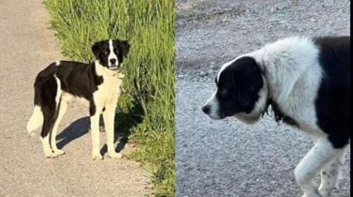 Εργα ανθρώπων: Ο Μπάλος υπέφερε απίστευτα φορώντας το ίδιο περιλαίμιο από κουτάβι που του κατέφαγε το λαιμό