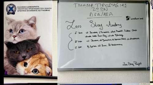 Zero Stray Pawject: Χτίζουμε ένα ασφαλέστερο μέλλον για ανθρώπους και ζώα