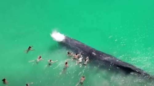 Ο τελευταίος χορός μιας φάλαινας φυσητήρα: Κολύμπησε και έπαιξε με κόσμο στην Αυστραλία αλλά κόλλησε σε ύφαλο και πέθανε