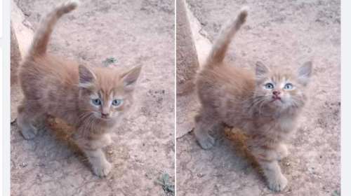 Ο αμμομπεζκανέλο-χνουδόμπαλας με μάτια από το σύμπαν - Εχετε δει ομορφότερο;