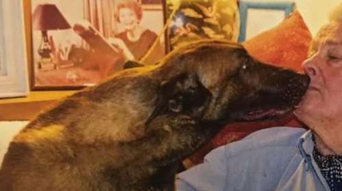 Σάλος με την επιθυμία του Αλέν Ντελόν να τον θάψουν μαζί με τον σκύλο του Loubo- "Δεν θα γίνει ευθανασία" διευκρινίζει η οικογένεια