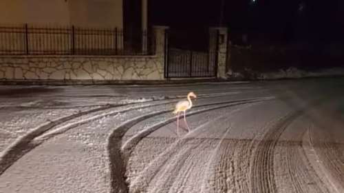 Ένα φλαμίνγκο κάνει... βόλτες στους χιονισμένους δρόμους της Ευρυτανίας [Εικόνες - Βίντεο]