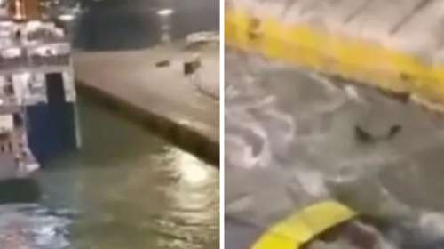 Πειραιάς: Από πνιγμό ο θάνατος του 36χρονου Αντώνη- Έφερε χτυπήματα στο κεφάλι και στο πρόσωπο - Τι έδειξε η νεκροψία