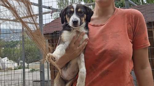 Σώστε ένα αδεσποτάκι: Η Μαργκό, από το κυνοκομείο της Τρίπολης - Χρειάζονται περιγραφές και συστάσεις;