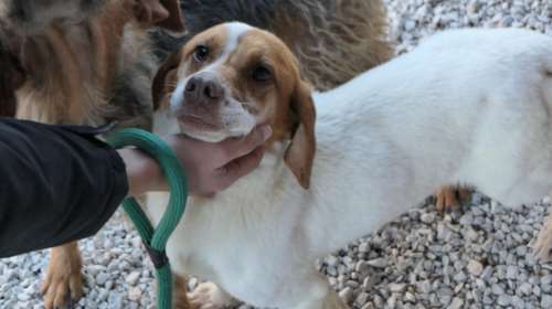 Σώστε ένα αδεσποτάκι: Ο Ρίκο, είναι αλήθεια... χορεύει - Χαρείτε το θέαμα, απολαύστε τη χορογραφία - Το έχουμε σε βίντεο