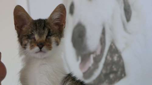 Σώστε ένα αδεσποτάκι:  Η Acumba είναι Ιδέα και Εμπνευση μαζί - Το μόνο που δεν μπορεί είναι να ζει αδέσποτη