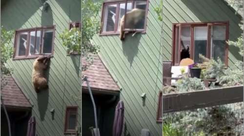 Viral η αρκούδα &quot;διαρρήκτης&quot; που μπούκαρε σε σπίτι στο Κολοράντο - Έφυγε σαν... κυρία [βίντεο]