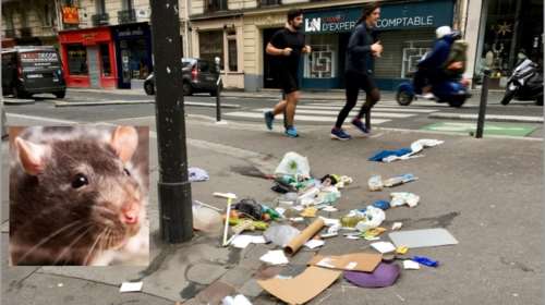 Αρουραίοι στην Πόλη του Φωτός: Σάλο προκαλεί η νέα πολιτική &quot;συγκατοίκησης&quot; με τα τρωκτικά από τη δήμαρχο του Παρισιού