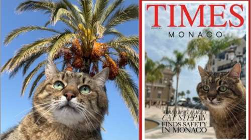 Ουκρανία: Ο διάσημος γάτος Στεπάν από το Χάρκοβο στο πριγκιπάτο του Μονακό -  1.300.000 ακόλουθοι στο Instagram