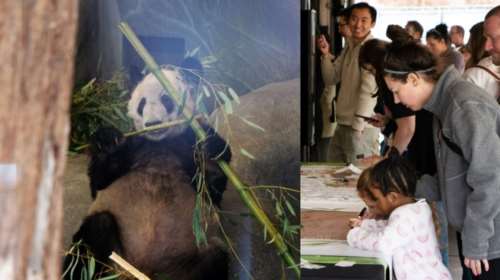 H Ya Ya γυρίζει σπίτι: Η επιστροφή της θηλυκής αρκούδας από το Μέμφις στην Κίνα βάζει τέλος στη &quot;διπλωματία των πάντα&quot;