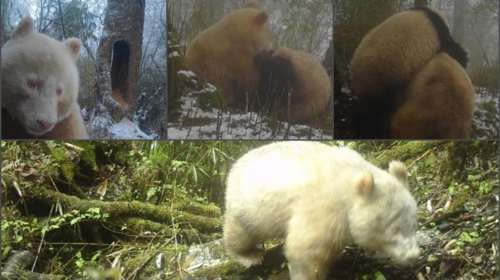 Αυτό είναι το μοναδικό αλμπίνο Πάντα σε ολόκληρο τον πλανήτη - Ζει σε φυσικό δρυμό στην Κίνα [Εικόνες, βίντεο]