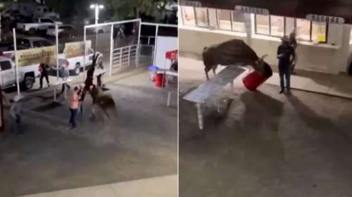 Ταύρος σε ροντέο πήδηξε στο κοινό για να σωθεί και τα έκανε όλα λίμπα [βίντεο]